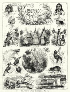 Borneo and the Spice Islands by English School