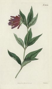 Botanical Engraving by English School
