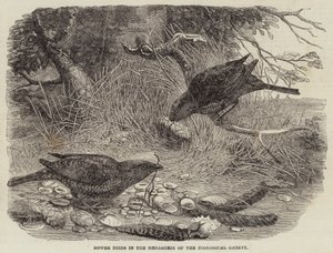 Bower Birds in the Menagerie of the Zoological Society by English School