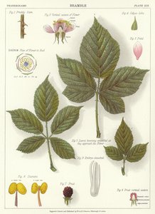 Bramble