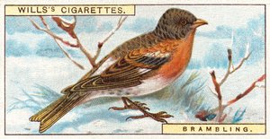 Brambling by English School