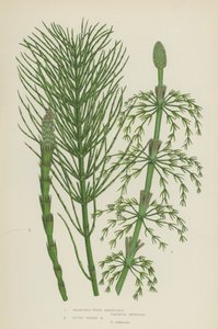 Branched Wood Horsetail, Blunt Topped Horsetail by English School