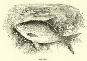 Bream by English School