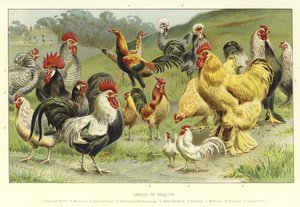 Breeds of Poultry