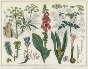 British Poisonous Plants by English School