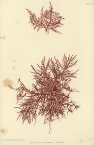 British Sea-Weed