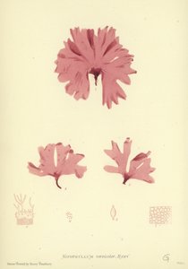 British Sea-Weed