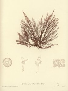 British Sea-Weed by English School