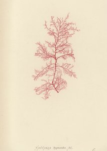 British Sea-Weed