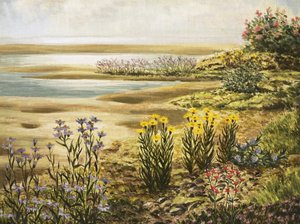 British Salt-Marsh Flowers by English School