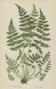 Brittle Bladder Fern by English School