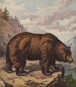 Brown Bear by English School