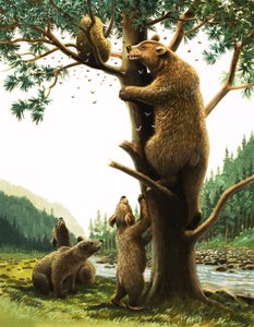 Brown Bear climbing a tree, attracted by honey by English School