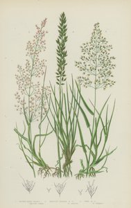 Brown Bent Grass, Bristle-Leaved Bent Grass, Fine Bent Grass by English School