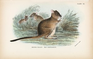 Brush-Tailed Rat-Kangaroo