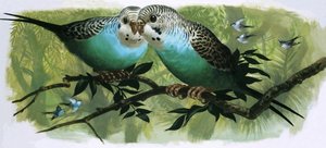 Budgerigars