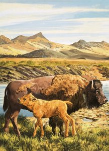 Buffalo by English School