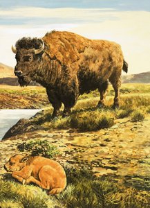 Buffalo by English School