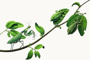 Bugs in Disguise