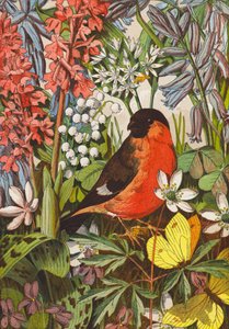 Bullfinch