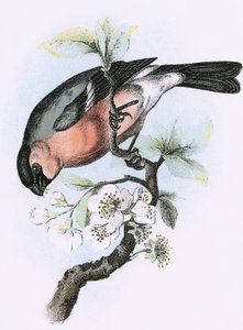 Bullfinch by English School
