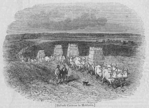 Bullock Caravan in Moldavia by English School