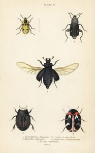 Burying beetle, Nicrophorus humator, carrion beetles, Necrodes littoralis, Dendroxena quadrimaculata, carpet beetle, Anthrenus scrophulariae, and Hister quadrimaculatus var