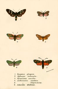 Butterflies by English School