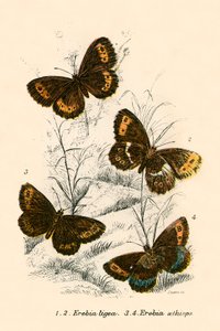 Butterflies by English School