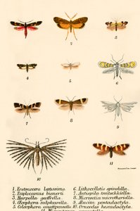 Butterflies by English School