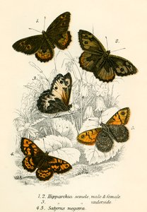 Butterflies by English School