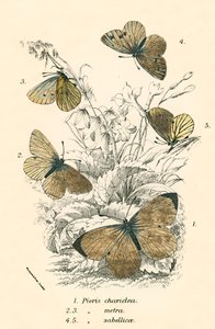 Butterflies by English School