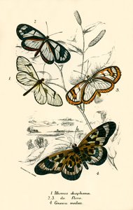 Butterflies by English School