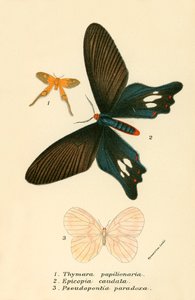 Butterflies by English School