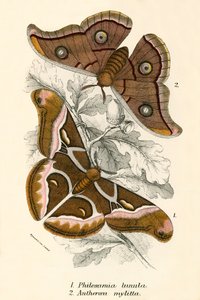 Butterflies by English School