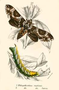 Butterflies by English School