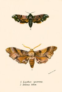 Butterflies by English School