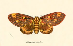 Butterflies by English School