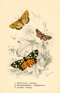 Butterflies by English School