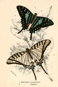 Butterflies by English School