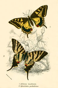 Butterflies by English School