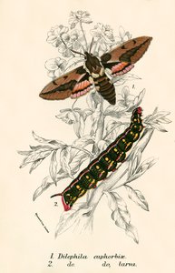 Butterflies by English School