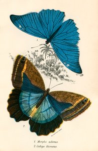Butterflies by English School
