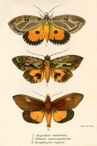 Butterflies by English School