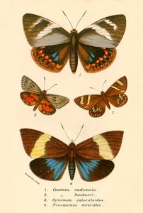 Butterflies by English School