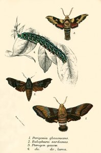 Butterflies by English School