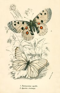 Butterflies by English School