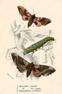 Butterflies by English School