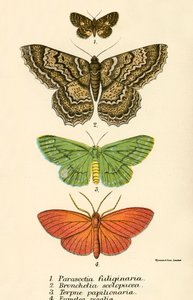 Butterflies by English School
