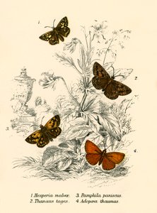 Butterflies by English School